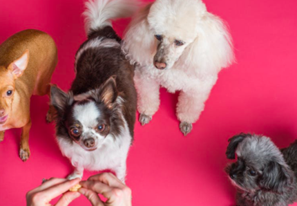 Alcuni cani imparano i nomi dei loro giocattoli